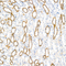//jororwxhrkjnll5q-static.micyjz.com/cloud/ljBpjKnjlkSRqippojkiiq/0ca5770f2df8ff340f7d9d505109b1a1-60-60.jpg