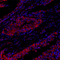 //jororwxhrkjnll5q-static.micyjz.com/cloud/lkBpjKnjlkSRqippqjopip/cca741b164f82a5d44f88f311d570d9b-60-60.jpg